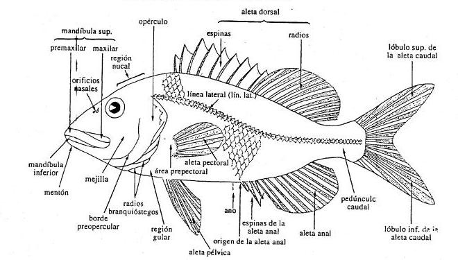 Anatomía externa de un pez