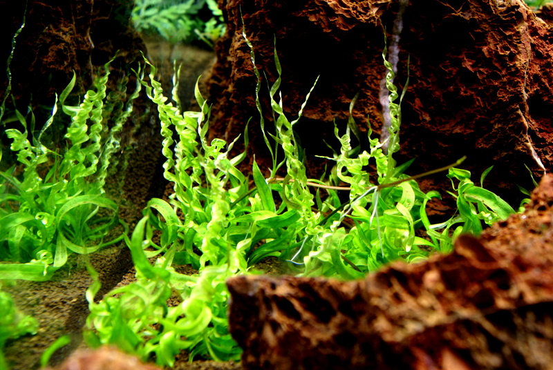 Aquascaping