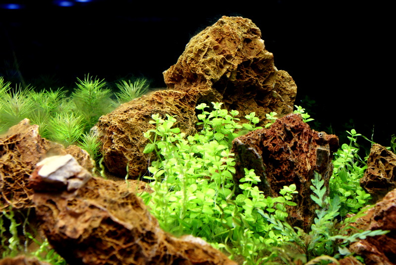 Plantas de acuario