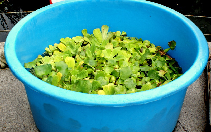 Pistia y Eichornia