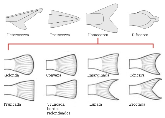 Tipos de aleta caudal