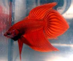 Betta macho