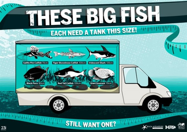 Big Fish campaign