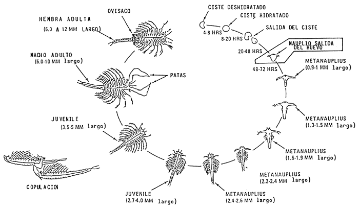 Ciclo de vida de la artemia, del quiste al adulto