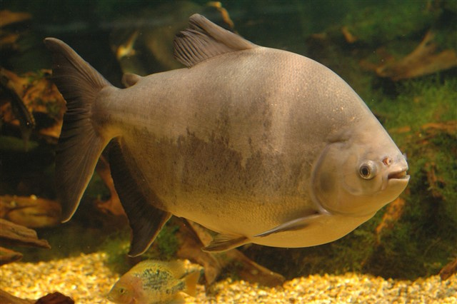 Pacu