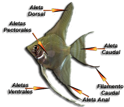 Aletas escalar