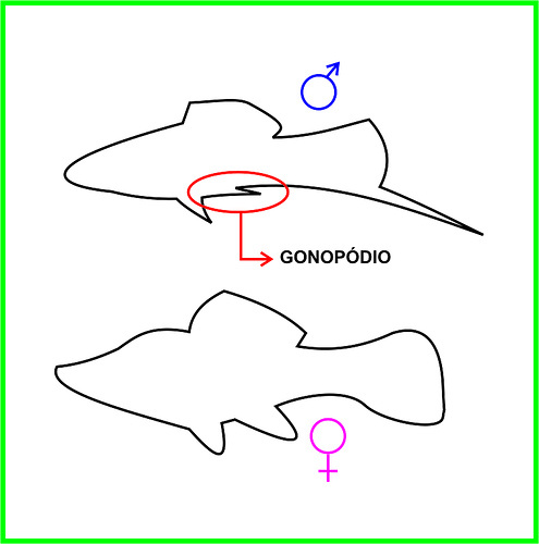 Xifo macho y hembra en esquema