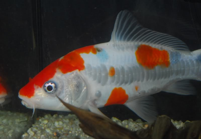 Cyprinus carpio o koi