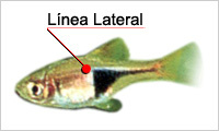 La línea lateral en un arlequín