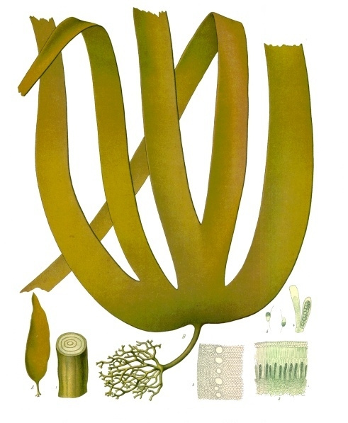 Macroalga Laminaria, ilustración