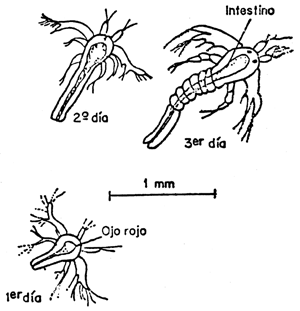 Nauplio de artemia