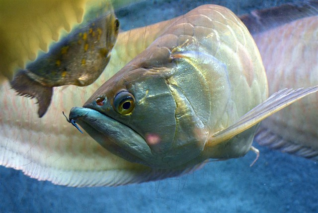 Arowana, cabeza