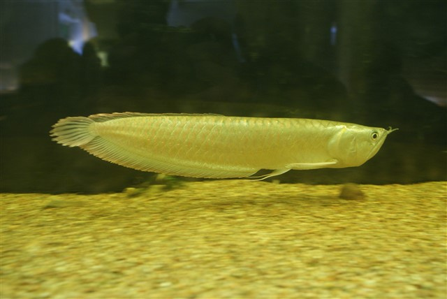 Arowana