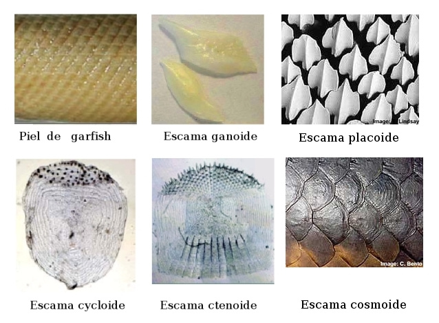 Tipos de escamas en peces