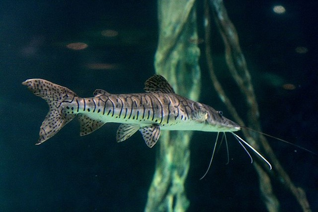 Pseudoplatystoma